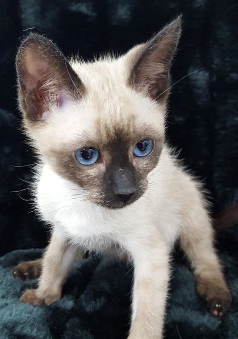 Former Breeding <strong>Cats</strong>. . Siamese cat breeders alberta